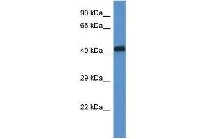 WDR77 antibody used at 1 ug/ml to detect target protein. (WDR77 抗体  (N-Term))