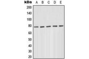 Western blot analysis of PKC delta (pY52) expression in MCF7 serum starvation-treated (A), HeLa PMA-treated (B), Jurkat (C), Raw264. (PKC delta 抗体  (N-Term, pTyr52))