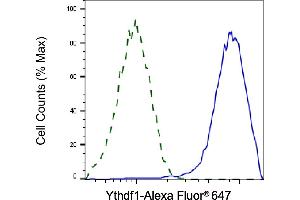 Validation of Ythdf1 knockdown using flow cytometry. (Recombinant YTHDF1 抗体)