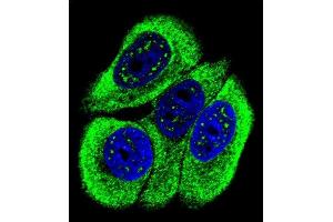 Confocal immunofluorescent analysis of Phospho-ABL1- Antibody (ABIN6241067 and ABIN6578924) with MCF-7 cell followed by Alexa Fluor 488-conjugated goat anti-rabbit lgG (green). (ABL1 抗体  (pTyr251))