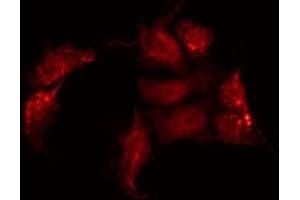 ABIN6275146 staining A549 by IF/ICC. (GJC2 抗体  (N-Term))