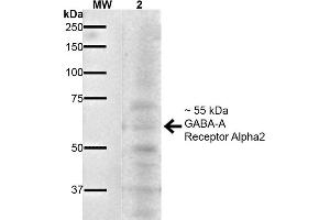 Western Blot analysis of Mouse Brain showing detection of ~55 kDa GABA A Receptor Alpha 2 protein using Mouse Anti-GABA A Receptor Alpha 2 Monoclonal Antibody, Clone S399-19 . (GABRA1 抗体  (AA 350-385) (Atto 390))