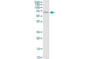 AIFM1 MaxPab rabbit polyclonal antibody. (AIF 抗体  (AA 1-613))