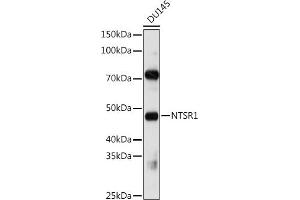 Western blot analysis of extracts of DU145 cells, using NTSR1 antibody (ABIN3017269, ABIN3017270, ABIN3017271 and ABIN6220018) at 1:1000 dilution. (NTSR1 抗体)