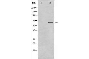 Western blot analysis of GTPase Activating Protein phosphorylation expression in COS7 whole cell lysates,The lane on the left is treated with the antigen-specific peptide. (RACGAP1 抗体  (pSer387))