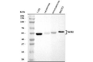 Western blot analysis of TROP2/TACSTD2 using anti-TROP2/TACSTD2 antibody (ABIN7603102). (TACSTD2 抗体  (Middle Region))