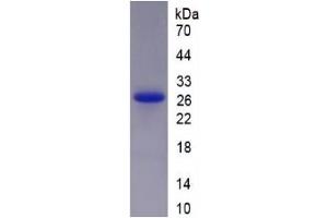 SDS-PAGE of Protein Standard from the Kit (Highly purified E.