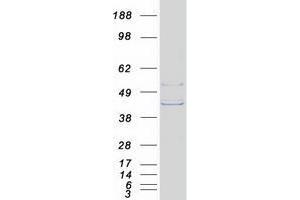 Western Blotting (WB) image for Solute Carrier Family 30 (Zinc Transporter), Member 3 (Slc30a3) protein (Myc-DYKDDDDK Tag) (ABIN2735904)