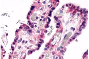 Anti-GPR78 antibody  ABIN1048873 IHC staining of human placenta, villi.