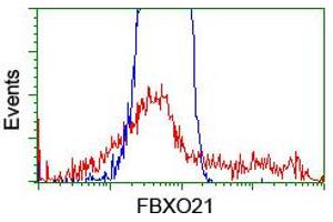 Image no. 2 for anti-F-Box Protein 21 (FBXO21) antibody (ABIN1498234) (FBXO21 抗体)