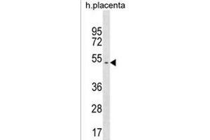 Y Antibody (Center) (ABIN1537921 and ABIN2838141) western blot analysis in human placenta tissue lysates (35 μg/lane). (YR011 抗体  (AA 164-190))