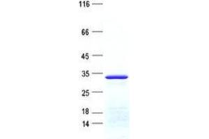 Validation with Western Blot