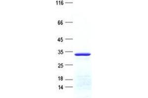 Validation with Western Blot (BTG4 Protein (His tag))