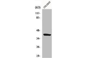 Western Blot analysis of HepG2 cells using GPR105 Polyclonal Antibody (P2RY14 抗体  (Internal Region))