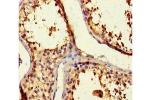 Immunohistochemistry of paraffin-embedded human testis tissue using ABIN7145222 at dilution of 1:100 (BAG5 抗体  (AA 1-447))