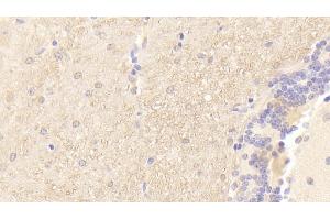 Detection of PMP22 in Mouse Cerebellum Tissue using Polyclonal Antibody to Peripheral Myelin Protein 22 (PMP22) (PMP22 抗体  (AA 1-64))
