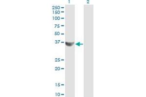 Western Blot analysis of CCNG2 expression in transfected 293T cell line by CCNG2 monoclonal antibody (M01), clone 1F9-C11. (Cyclin G2 抗体  (AA 1-344))