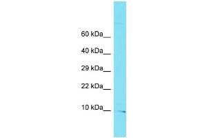 Host: Rabbit Target Name: C10orf32 Sample Type: U937 Whole Cell lysates Antibody Dilution: 1. (C10ORF32 抗体  (C-Term))