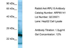 Western Blotting (WB) image for anti-Ribosomal Protein L15 (RPL15) (N-Term) antibody (ABIN2790055) (RPL15 抗体  (N-Term))