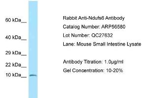 Western Blotting (WB) image for anti-NADH Dehydrogenase (Ubiquinone) Fe-S Protein 6, 13kDa (NADH-Coenzyme Q Reductase) (NDUFS6) (N-Term) antibody (ABIN2786781) (NDUFS6 抗体  (N-Term))