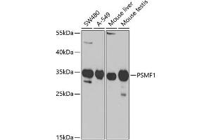 Western blot analysis of extracts of various cell lines, using PSMF1 Antibody (ABIN6131890, ABIN6146361, ABIN6146362 and ABIN6221201) at 1:1000 dilution. (PSMF1 抗体  (AA 1-271))