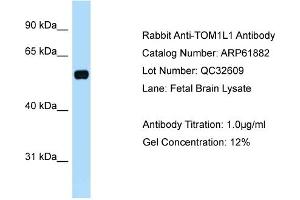 Western Blotting (WB) image for anti-Target of Myb1 (Chicken)-Like 1 (TOM1L1) (C-Term) antibody (ABIN971913) (TOM1L1 抗体  (C-Term))