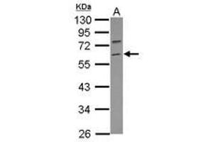 Image no. 1 for anti-Tripartite Motif Containing 69 (TRIM69) (Internal Region) antibody (ABIN1496195) (TRIM69 抗体  (Internal Region))