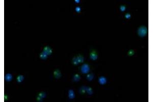 Anti-CDCP1 mouse monoclonal antibody (ABIN2454082) immunofluorescent staining of COS7 cells transiently transfected by pCMV6-ENTRY CDCP1 (RC220633). (CDCP1 抗体)