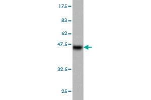 Western Blot detection against Immunogen (37. (Progesterone Receptor 抗体  (AA 1-110))