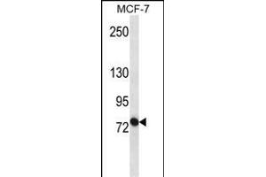 ABCB10 Antibody (S16) (ABIN652180 and ABIN2840585) western blot analysis in MCF-7 cell line lysates (35 μg/lane). (ABCB10 抗体  (N-Term))
