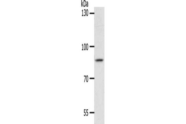 ANKRD28 anticorps