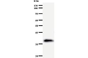 Western Blotting (WB) image for anti-Eukaryotic Translation Initiation Factor 3 Subunit K (EIF3K) antibody (ABIN932454) (EIF3K 抗体)