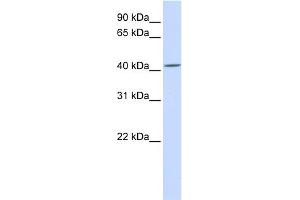 WB Suggested Anti-SIL1 Antibody Titration:  0. (SIL1 抗体  (C-Term))