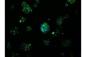 Image no. 7 for anti-Amyloid beta (A4) Precursor Protein (APP) antibody (ABIN1496876) (APP 抗体)