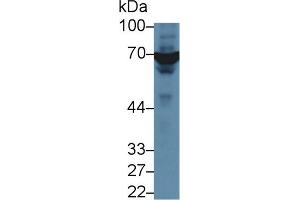 Detection of XRCC6 in Human A549 cell lysate using Polyclonal Antibody to X-Ray Repair Cross Complementing 6 (XRCC6) (XRCC6 抗体  (AA 397-603))
