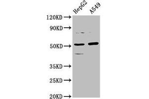 Western Blot Positive WB detected in: HepG2 whole cell lysate, A549 whole cell lysate All lanes: CPOX antibody at 5. (CPOX 抗体  (AA 19-149))