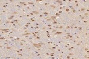 Immunohistochemistry analysis of paraffin-embedded mouse brain using,ABCA7 (ABIN7073146) at dilution of 1: 3000