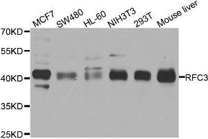 Western blot analysis of extracts of various cell lines, using RFC3 antibody. (RFC3 抗体  (AA 1-280))