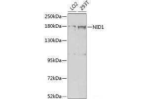 Western blot analysis of extracts of various cell lines using NID1 Polyclonal Antibody at dilution of 1:1000. (Nidogen 1 抗体)