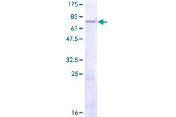PTK6 Protein (AA 1-451) (GST tag)