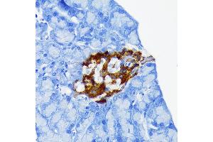 Immunohistochemistry of paraffin-embedded mouse pancreatic islet using Chromogranin A Rabbit mAb (ABIN7266366) at dilution of 1:100 (40x lens). (Chromogranin A 抗体)