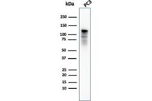 Western Blot Analysis of PC3 cell lysate using Drebrin-1 Mouse Monoclonal Antibody (DBN1/3393). (DBN1 抗体  (AA 150-281))
