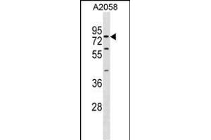 SYT16 Antibody (Center) (ABIN1881863 and ABIN2838698) western blot analysis in  cell line lysates (35 μg/lane). (SYT16 抗体  (AA 297-325))