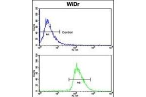 Flow Cytometry (FACS) image for anti-Bone Morphogenetic Protein Receptor 1A (BMPR1A) (AA 1-30), (N-Term) antibody (ABIN388736)