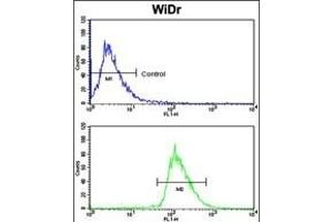 Flow cytometric analysis of WiDr cells using BR1A Antibody (N-term) (bottom histogram) coared to a negative control cell (top histogram). (BMPR1A 抗体  (N-Term))