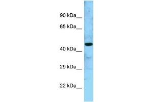 WB Suggested Anti-GTPBP5 Antibody Titration: 1. (GTPBP5 抗体  (N-Term))