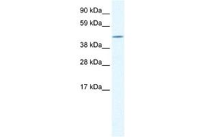 CREB3L1 antibody (20R-1103) used at 0. (CREB3L1 抗体  (N-Term))