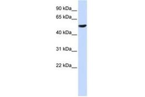 Image no. 1 for anti-Cytochrome B-561 (CYB561) (C-Term) antibody (ABIN6743080) (CYB561 抗体  (C-Term))