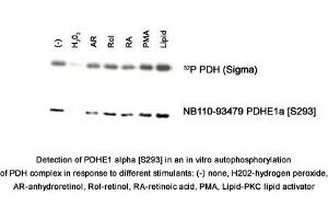 Image no. 1 for anti-Pyruvate Dehydrogenase E1 (PDHE1) (pSer293) antibody (ABIN1738654) (PDHE1 抗体  (pSer293))