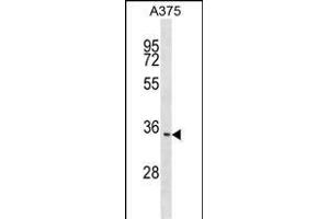 ITM2C Antibody (N-term) (ABIN1539240 and ABIN2848831) western blot analysis in  cell line lysates (35 μg/lane).